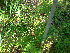  ( - TJD-332)  @11 [ ] CreativeCommons - Attribution Non-Commercial (2013) MTMG McGill Herbarium