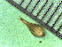  ( - TJD-332)  @11 [ ] CreativeCommons - Attribution Non-Commercial (2013) MTMG McGill Herbarium