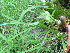  ( - TJD-338)  @11 [ ] CreativeCommons - Attribution Non-Commercial (2013) MTMG McGill Herbarium