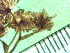  ( - TJD-342)  @11 [ ] CreativeCommons - Attribution Non-Commercial (2013) MTMG McGill Herbarium