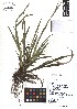  ( - TJD-036)  @11 [ ] CreativeCommons - Attribution Non-Commercial (2013) MTMG McGill Herbarium