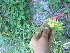  ( - TJD-366)  @11 [ ] CreativeCommons - Attribution Non-Commercial (2013) MTMG McGill Herbarium