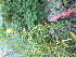  ( - TJD-366)  @11 [ ] CreativeCommons - Attribution Non-Commercial (2013) MTMG McGill Herbarium