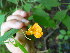  ( - TJD-372)  @11 [ ] CreativeCommons - Attribution Non-Commercial (2013) MTMG McGill Herbarium