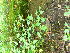  ( - TJD-372)  @11 [ ] CreativeCommons - Attribution Non-Commercial (2013) MTMG McGill Herbarium