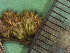  ( - TJD-376)  @11 [ ] CreativeCommons - Attribution Non-Commercial (2013) MTMG McGill Herbarium