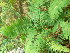  ( - TJD-497)  @11 [ ] CreativeCommons - Attribution Non-Commercial (2013) MTMG McGill Herbarium