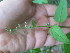  ( - TJD-382)  @11 [ ] CreativeCommons - Attribution Non-Commercial (2013) MTMG McGill Herbarium