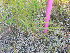  ( - TJD-402)  @11 [ ] CreativeCommons - Attribution Non-Commercial (2013) MTMG McGill Herbarium
