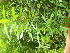  ( - TJD-421)  @11 [ ] CreativeCommons - Attribution Non-Commercial (2013) MTMG McGill Herbarium
