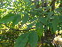  ( - TJD-430)  @11 [ ] CreativeCommons - Attribution Non-Commercial (2013) MTMG McGill Herbarium