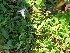 ( - TJD-435)  @11 [ ] CreativeCommons - Attribution Non-Commercial (2013) MTMG McGill Herbarium