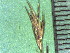  ( - TJD-439)  @11 [ ] CreativeCommons - Attribution Non-Commercial (2013) MTMG McGill Herbarium