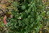  ( - TJD-450)  @11 [ ] CreativeCommons - Attribution Non-Commercial (2013) MTMG McGill Herbarium