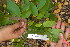  ( - TJD-452)  @11 [ ] CreativeCommons - Attribution Non-Commercial (2013) MTMG McGill Herbarium