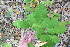 ( - TJD-456)  @11 [ ] CreativeCommons - Attribution Non-Commercial (2013) MTMG McGill Herbarium