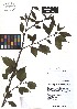  ( - TJD-048)  @11 [ ] CreativeCommons - Attribution Non-Commercial (2013) MTMG McGill Herbarium