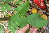  ( - TJD-458)  @11 [ ] CreativeCommons - Attribution Non-Commercial (2013) MTMG McGill Herbarium