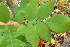  ( - TJD-458)  @11 [ ] CreativeCommons - Attribution Non-Commercial (2013) MTMG McGill Herbarium