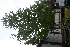  ( - TJD-461)  @11 [ ] CreativeCommons - Attribution Non-Commercial (2013) MTMG McGill Herbarium