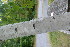  ( - TJD-461)  @11 [ ] CreativeCommons - Attribution Non-Commercial (2013) MTMG McGill Herbarium