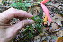  ( - TJD-512)  @11 [ ] CreativeCommons - Attribution Non-Commercial (2013) MTMG McGill Herbarium