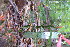  ( - TJD-512)  @11 [ ] CreativeCommons - Attribution Non-Commercial (2013) MTMG McGill Herbarium
