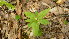  ( - TJD-052)  @11 [ ] CreativeCommons - Attribution Non-Commercial (2013) MTMG McGill Herbarium