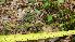  ( - TJD-509)  @11 [ ] CreativeCommons - Attribution Non-Commercial (2013) MTMG McGill Herbarium