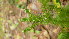  ( - TJD-509)  @11 [ ] CreativeCommons - Attribution Non-Commercial (2013) MTMG McGill Herbarium