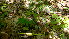  ( - TJD-475)  @11 [ ] CreativeCommons - Attribution Non-Commercial (2013) MTMG McGill Herbarium