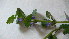  ( - TJD-066)  @11 [ ] CreativeCommons - Attribution Non-Commercial (2013) MTMG McGill Herbarium