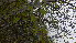  ( - TJD-009)  @11 [ ] CreativeCommons - Attribution Non-Commercial (2013) MTMG McGill Herbarium