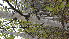  ( - TJD-009)  @11 [ ] CreativeCommons - Attribution Non-Commercial (2013) MTMG McGill Herbarium