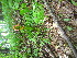  ( - TJD-553)  @11 [ ] CreativeCommons - Attribution Non-Commercial (2013) MTMG McGill University Herbarium