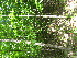  ( - TJD-567)  @11 [ ] CreativeCommons - Attribution Non-Commercial (2013) MTMG McGill University Herbarium