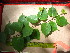  ( - TJD-567)  @11 [ ] CreativeCommons - Attribution Non-Commercial (2013) MTMG McGill University Herbarium