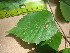  ( - TJD-567)  @11 [ ] CreativeCommons - Attribution Non-Commercial (2013) MTMG McGill University Herbarium