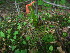  ( - TJD-568)  @11 [ ] CreativeCommons - Attribution Non-Commercial (2013) MTMG McGill University Herbarium