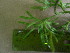  ( - TJD-568)  @11 [ ] CreativeCommons - Attribution Non-Commercial (2013) MTMG McGill University Herbarium