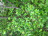  ( - TJD-572)  @11 [ ] CreativeCommons - Attribution Non-Commercial (2013) MTMG McGill University Herbarium