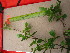  ( - TJD-572)  @11 [ ] CreativeCommons - Attribution Non-Commercial (2013) MTMG McGill University Herbarium