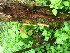  ( - TJD-580)  @11 [ ] CreativeCommons - Attribution Non-Commercial (2013) MTMG McGill University Herbarium