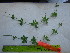  ( - TJD-580)  @11 [ ] CreativeCommons - Attribution Non-Commercial (2013) MTMG McGill University Herbarium