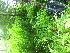  (Carex crinita var. crinita - TJD-583)  @11 [ ] CreativeCommons - Attribution Non-Commercial (2013) MTMG McGill University Herbarium