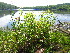  ( - TJD-584)  @11 [ ] CreativeCommons - Attribution Non-Commercial (2013) MTMG McGill University Herbarium