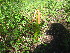  ( - TJD-587)  @11 [ ] CreativeCommons - Attribution Non-Commercial (2013) MTMG McGill University Herbarium