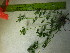  ( - TJD-587)  @11 [ ] CreativeCommons - Attribution Non-Commercial (2013) MTMG McGill University Herbarium