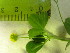  ( - TJD-587)  @11 [ ] CreativeCommons - Attribution Non-Commercial (2013) MTMG McGill University Herbarium