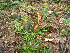  (Carex digitalis - TJD-589)  @11 [ ] CreativeCommons - Attribution Non-Commercial (2013) MTMG McGill University Herbarium
